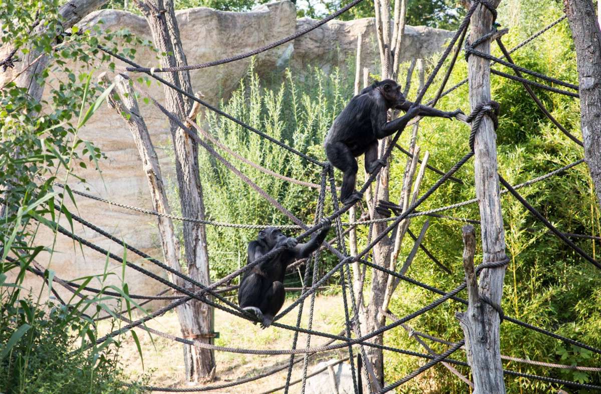 Leipzig: Schimpanse im Zoo ertrunken