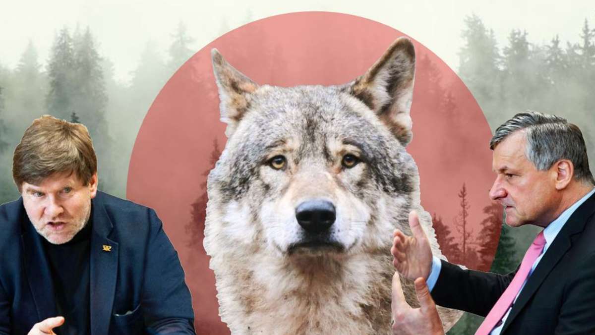 Streitgespräch Grüne und FDP: Sollen Wölfe im Land abgeschossen werden – oder nicht?