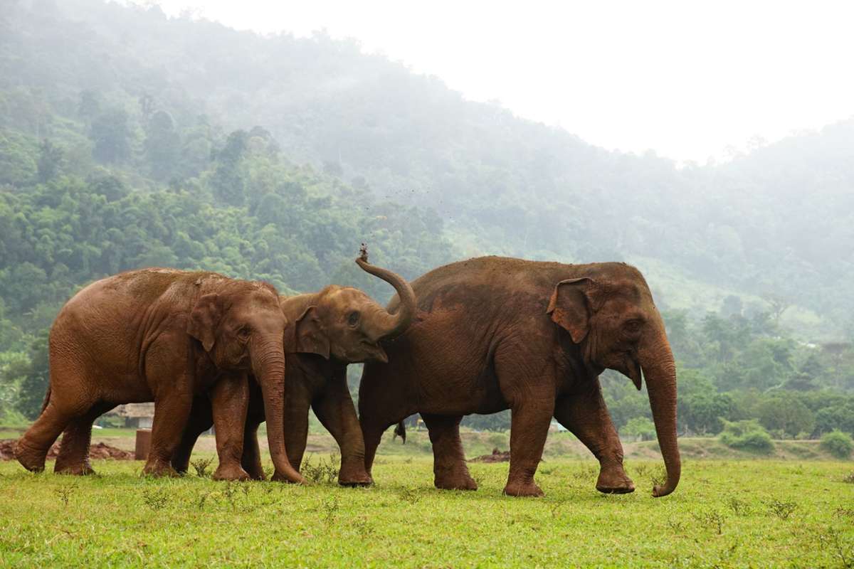 „Elephant Nature Park“ in Thailand: Hier bekommen gequälte Elefanten ein neues Zuhause