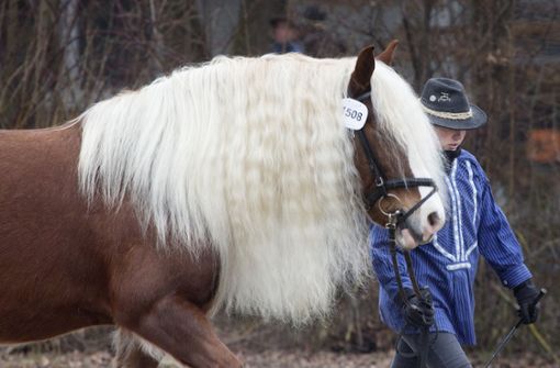 Interessierte können ihr Pferd für die Prämierung anmelden. Das Verfahren hat bereits begonnen. Foto: Horst Rudel
