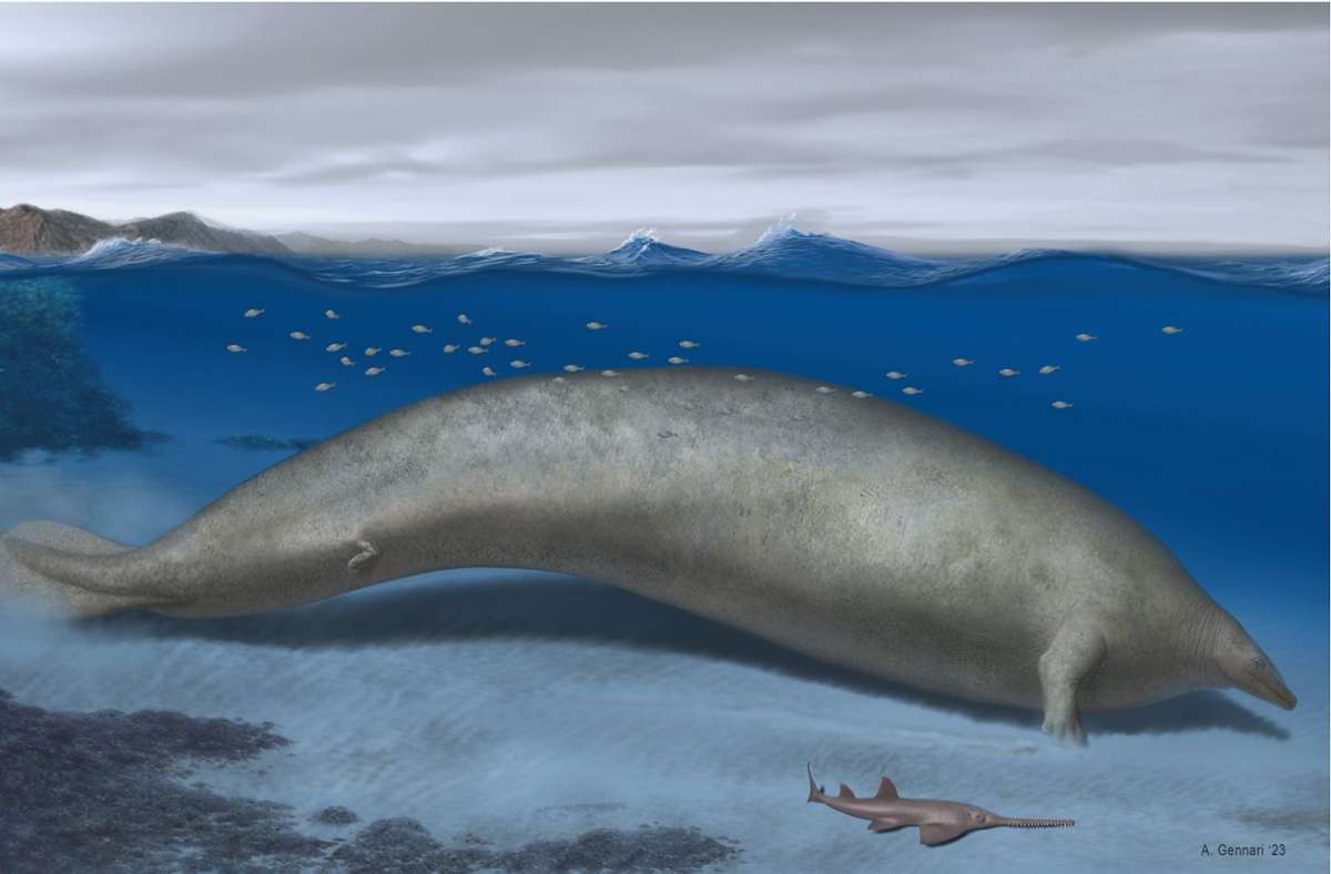 Rekonstruktion des ausgestorbenen Riesen-Wals