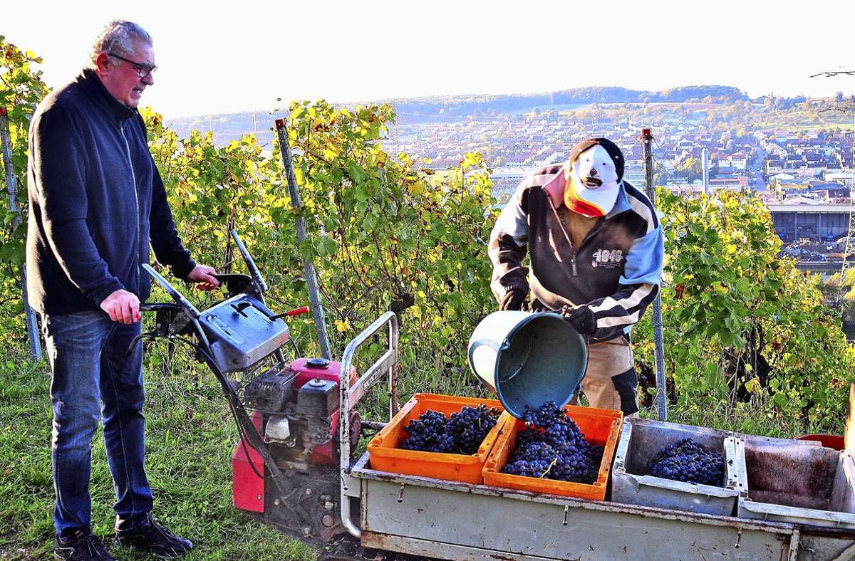 Weinlese in Plochingen: Die Ernte ist verwässert und vervespert