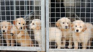Fast 70 Hundewelpen aus Zuchtbetrieb beschlagnahmt