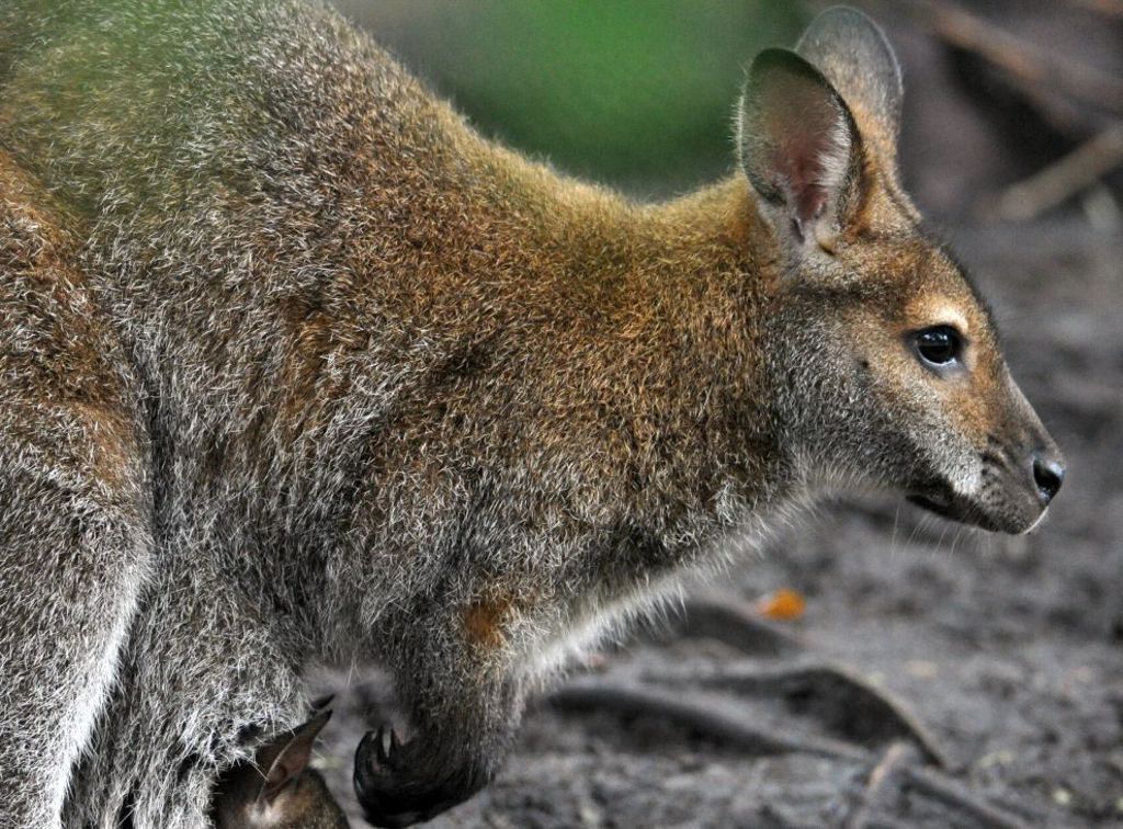 Tiere waren aus Brettener Tierpark entlaufen: Kängurus weiter unterwegs