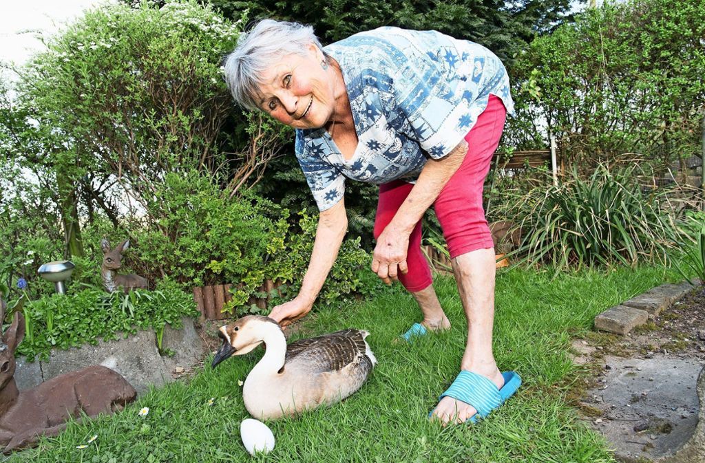 Höckergans Emma ist eine lokale Berühmtheit: Gänseseniorin legt mit 78 Menschenjahren ein Ei
