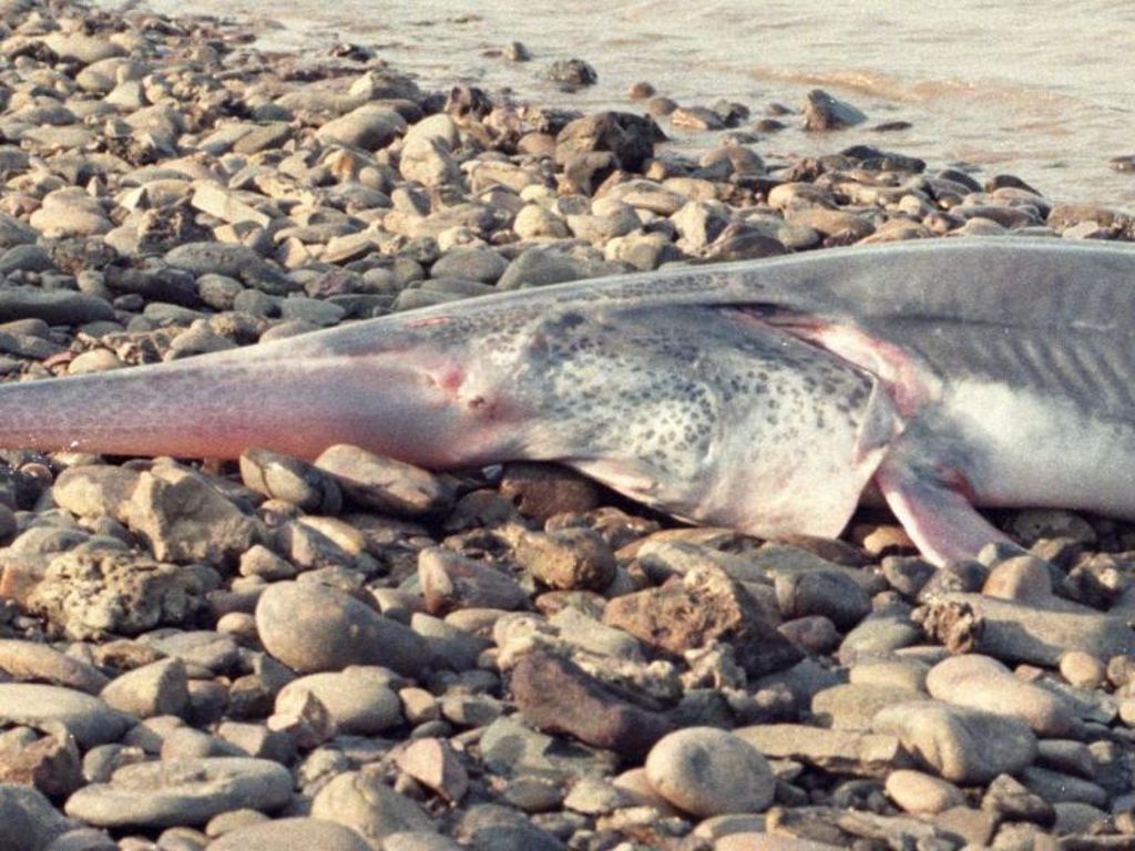 Hai-ähnlicher Riesenfisch: Forscher überzeugt: Chinesischer Schwertstör ausgestorben