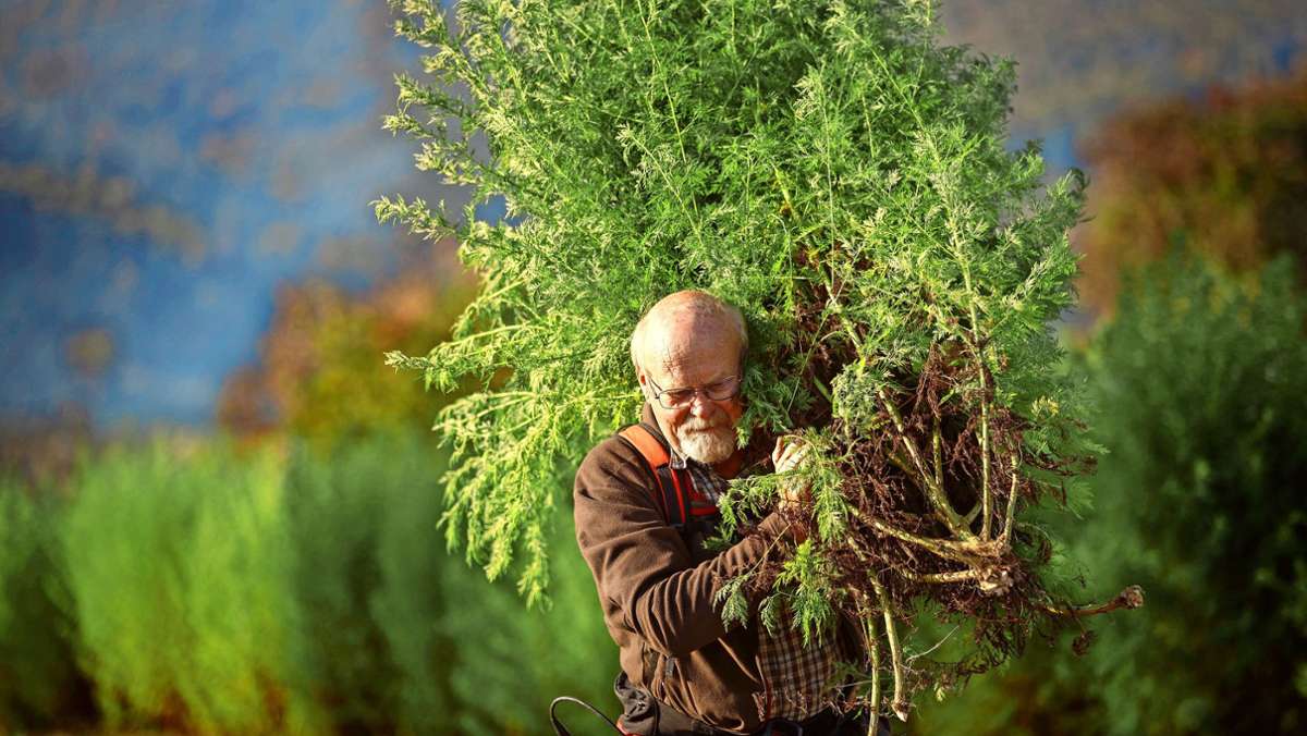 Umstrittene Heilpflanze: Artemisia darf wieder verkauft werden
