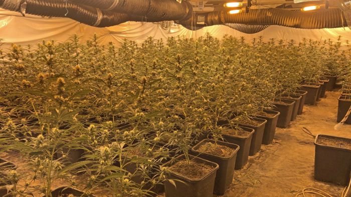 Riesige Cannabis-Plantage in Wohnhaus entdeckt