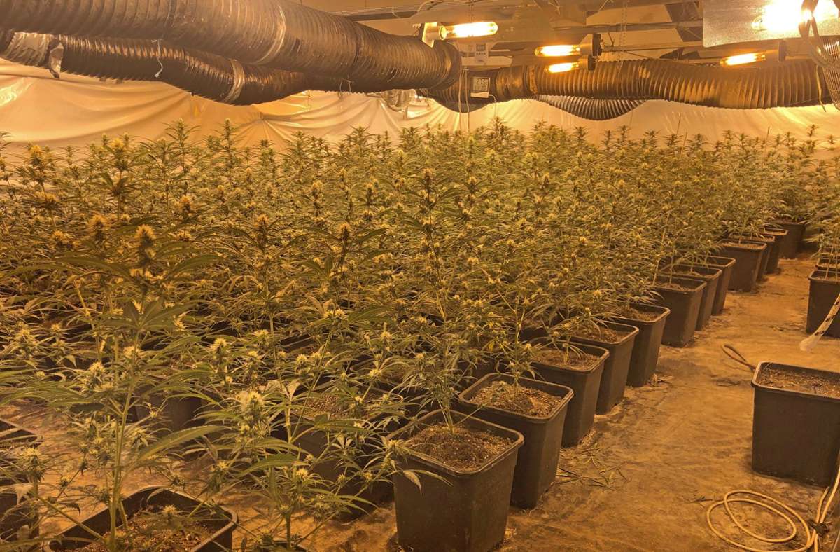Düsseldorf: Riesige Cannabis-Plantage in Wohnhaus entdeckt