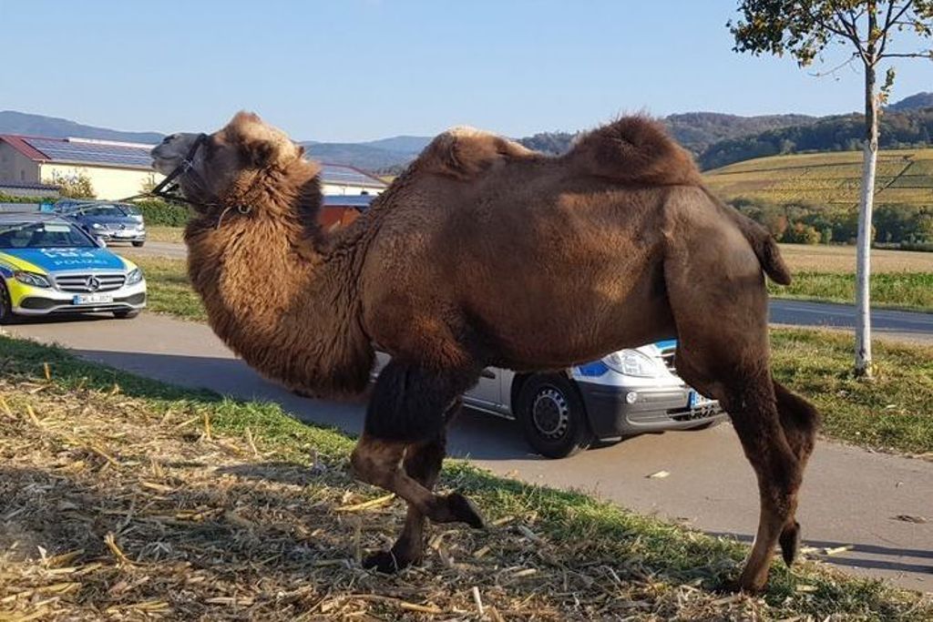 Kamel steht am Straßenrand