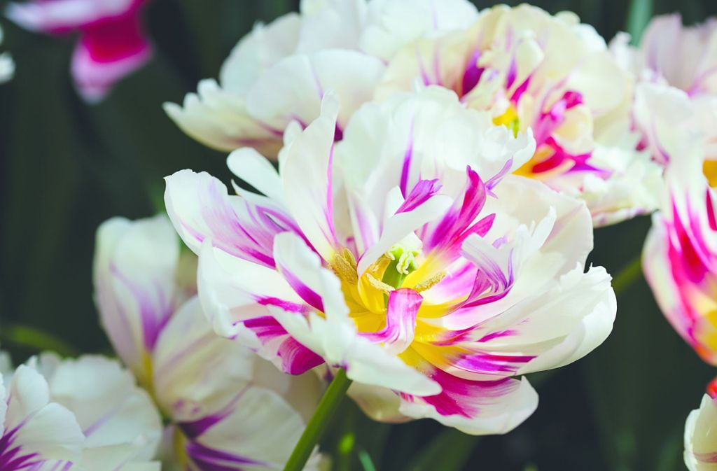 Modeblume Tulpe: Die eigenwillige Schönheit der „Lady Jane“