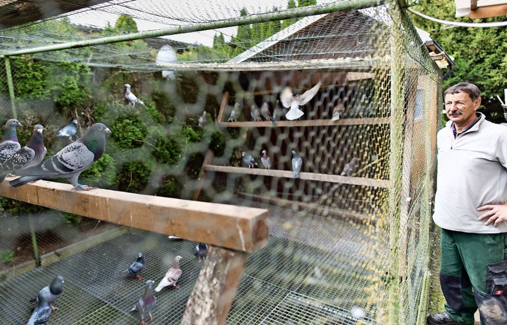 Tag der offenen Tür bei den Taubenzüchtern der Kleintierzüchter Wernau – Erster Trainingsflug des Jahres: Taubenzucht ist eine Wissenschaft