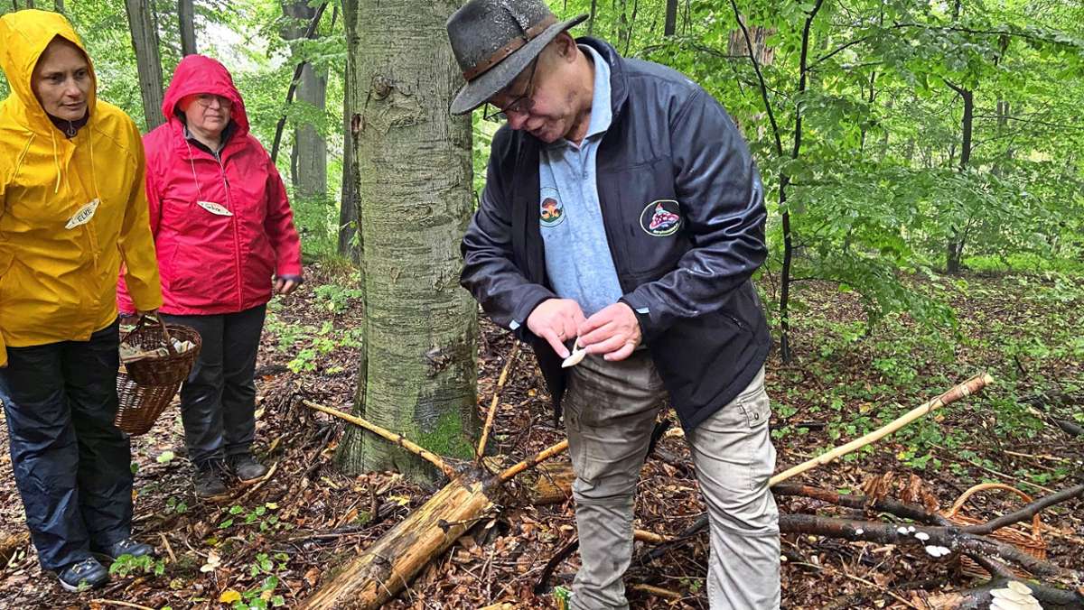 Pilze im Kreis Esslingen: Das Sammeln im Wald wird zum Trend
