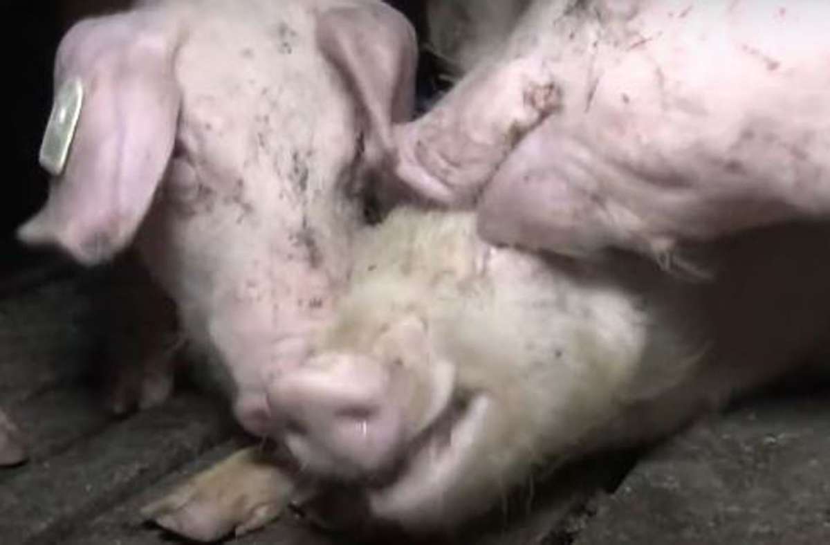 Mastbetrieb im Kreis Rottweil wird geschlossen: Schweine fressen sich gegenseitig an
