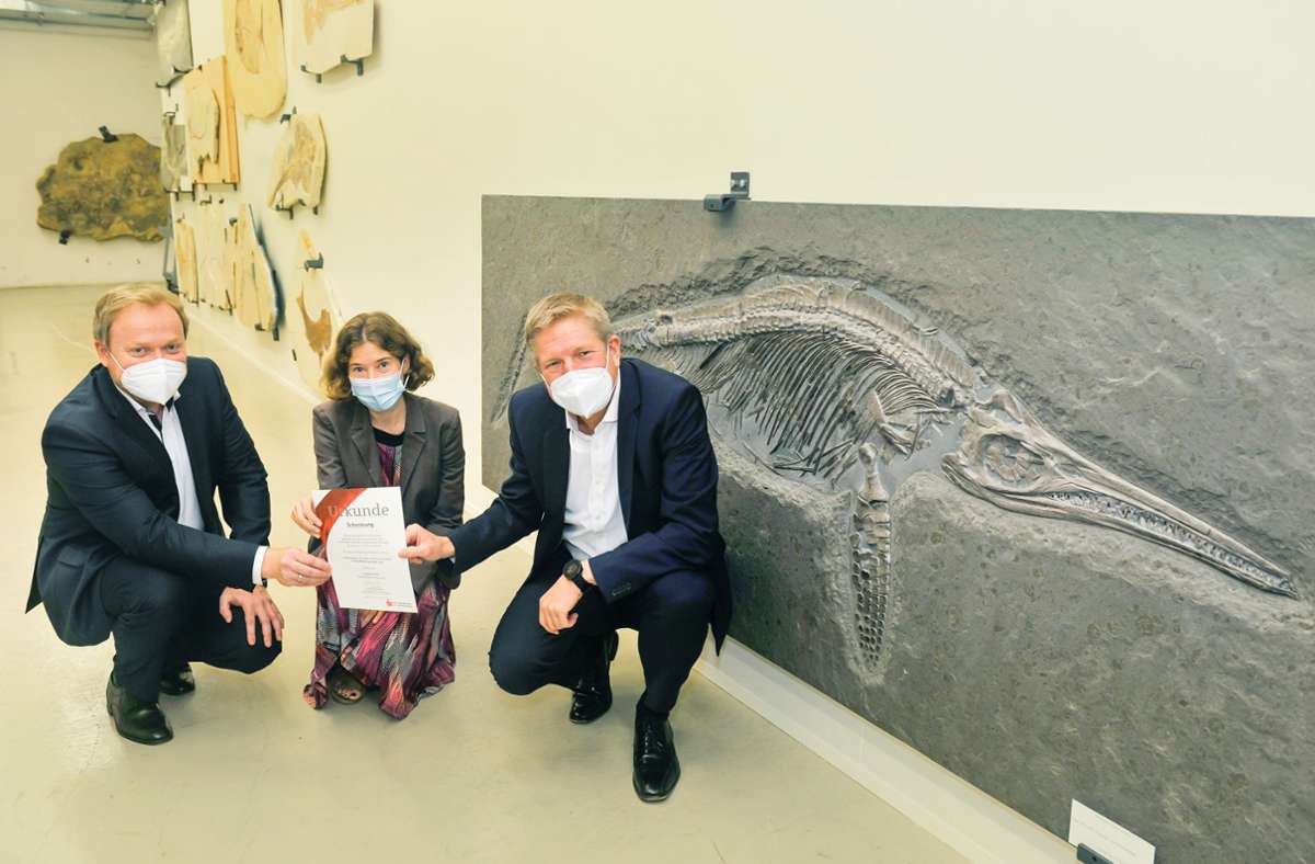 Spende ans Naturkundemuseum in Stuttgart: Neuer Fischsaurier ergänzt einzigartige Sammlung