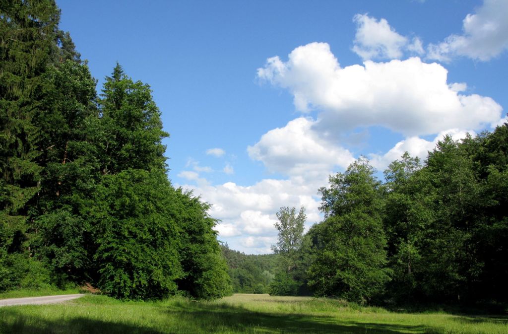 Wälder in Baden-Württemberg: Der Wald ist eine „gut geschminkte todkranke Patientin“