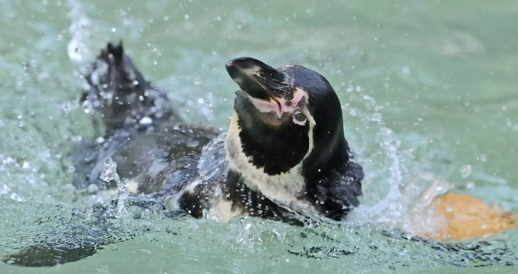 Vogel hatte im Mannheimer Luisenpark gelebt: Pinguin aus Gehege gestohlen