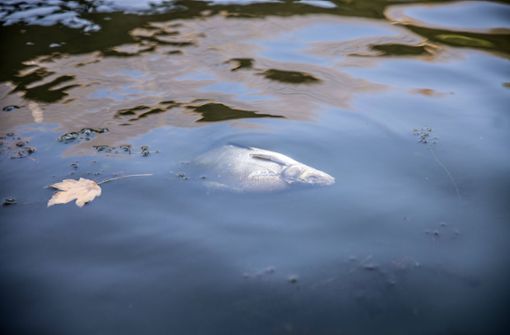 Etwa 800 Fische starben durch die Chemikalie. (Symbolbild) Foto: IMAGO/Christian Grube/ArcheoPix