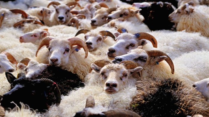 Wenn die Schafe unruhig werden