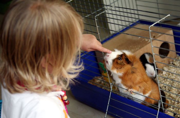 Wenn Kinder ein Tier wollen: Worauf Eltern beim Haustierkauf achten sollten