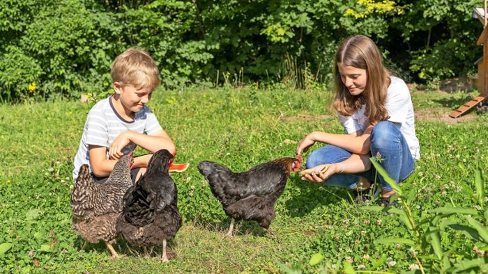 Keine gewöhnlichen Haustiere –  eigene Hühner sollten es sein