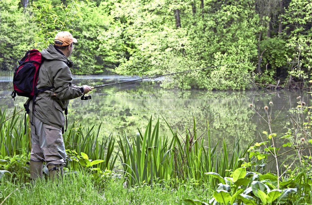 Bärensee in Filderstadt: Kann Naturschutz Fischsterben begünstigen?