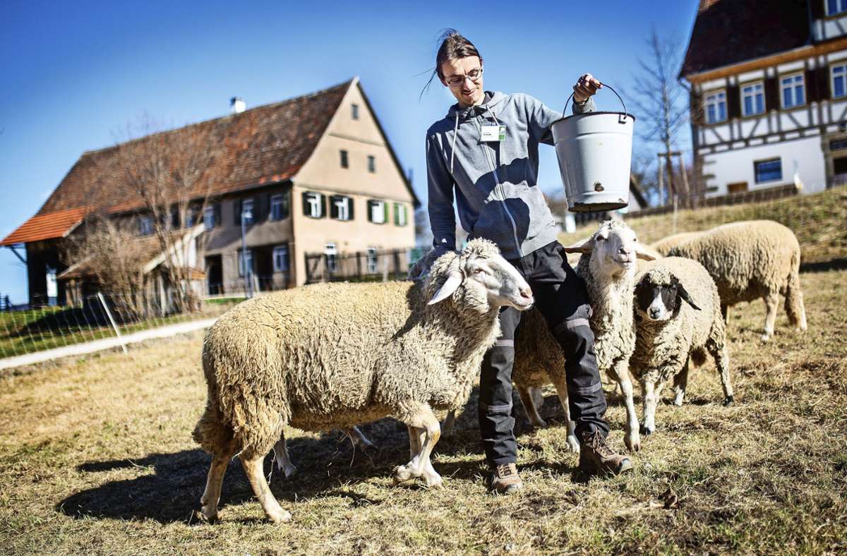 Schäfertage im Freilichtmuseum Beuren: Den Schafen geht’s an die Winterwolle
