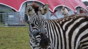 Einsames Zebra: Peta meldet Zirkus den Behörden