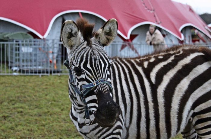 Tierschutz in Aichwald: Einsames Zebra: Peta meldet Zirkus den Behörden