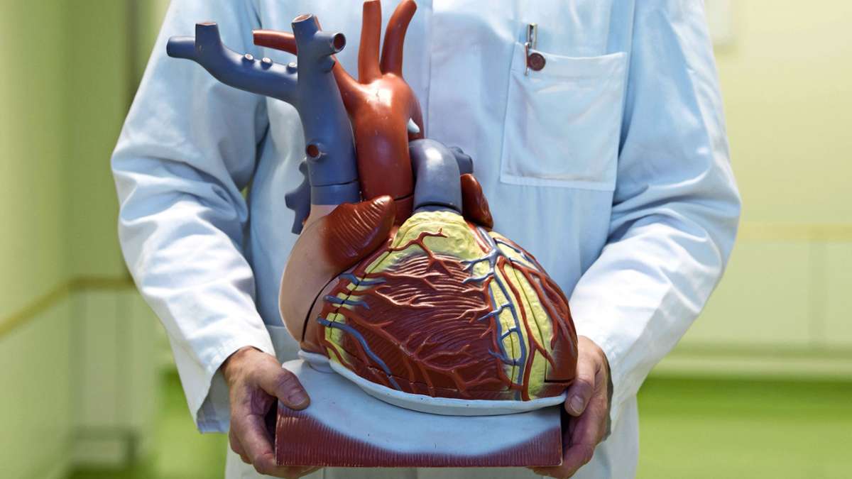 Das Herz-Kreislaufsystem: Wie funktioniert der Motor des Körpers?