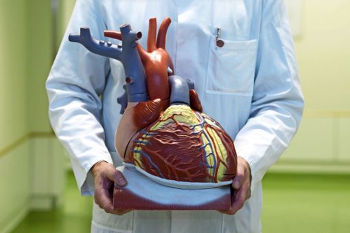 Das Herz pumpt Blut durch die Adern und versorgt so alle Organe und Körperteile mit Sauerstoff und Nährstoffen. Foto: Sebastian Kahnert/dpa