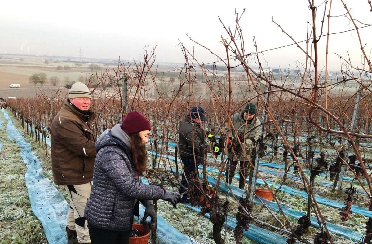 Weinbaubetriebe in Baden-Württemberg: Kalter Winter beschert Winzern eine gute Eisweinlese