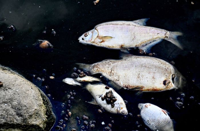 Umweltkatastrophe in der Oder: Die wichtigsten Fragen und Antworten zum Fischsterben
