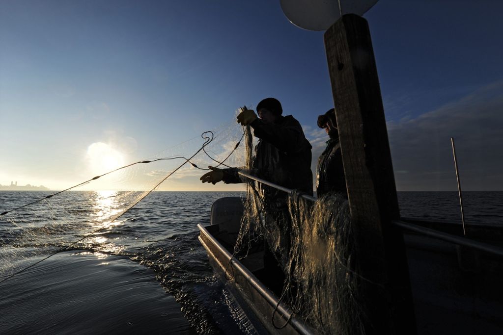 Lage der Berufsfischer am Bodensee bleibt «existenzbedrohend»