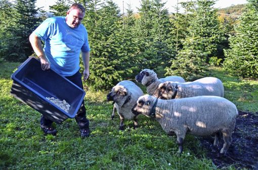 Jürgen Hermann weiß, wie er die Schafe aus dem Dickicht lockt: Er hat trockenes Brot als Leckerbissen dabei Foto: Karin Ait Atmane - Karin Ait Atmane