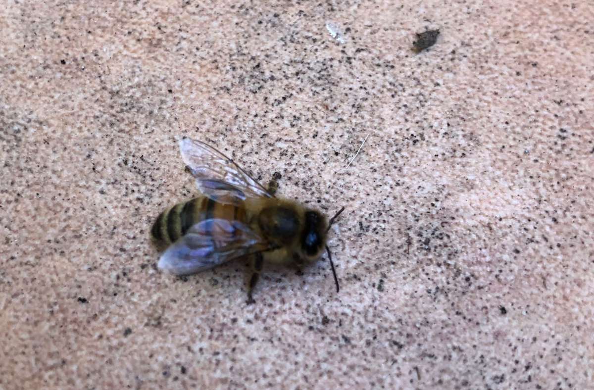 Wenn es über den Tag kalt wird, erstarrt die Biene regelrecht.