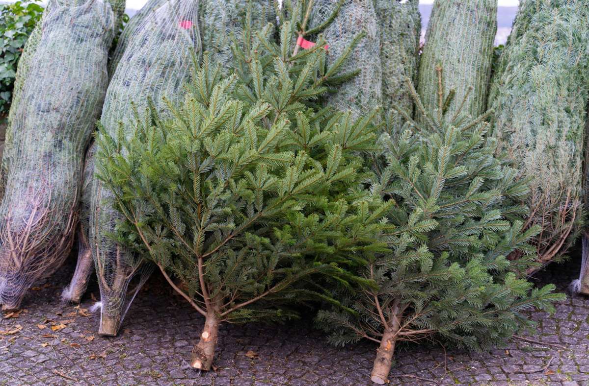 Stuttgarter Agrar-Portal Proplanta: Preise für Weihnachtsbäume könnten steigen