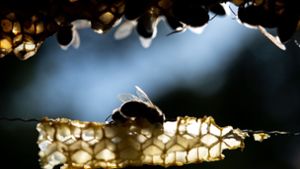 Von Seuche befallene Bienenvölker müssen getötet werden