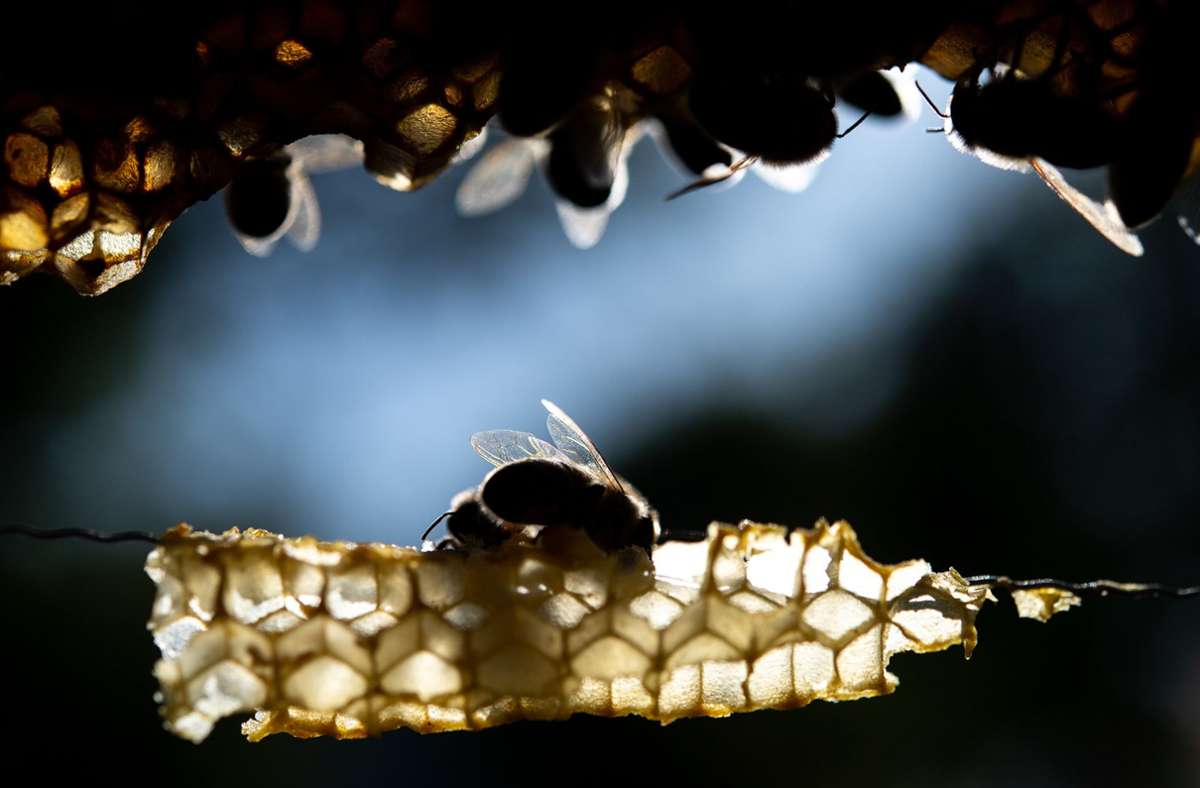 Schwarzwald-Baar-Kreis: Von Seuche befallene Bienenvölker müssen getötet werden