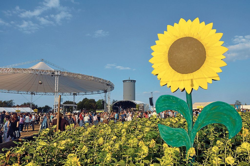 Zum Ambiente des Goldgelb-Festivals gehören die namensgebenden Sonnenblumen sowie Strohballen und -figuren.Archiv Foto: Olaf Nägele