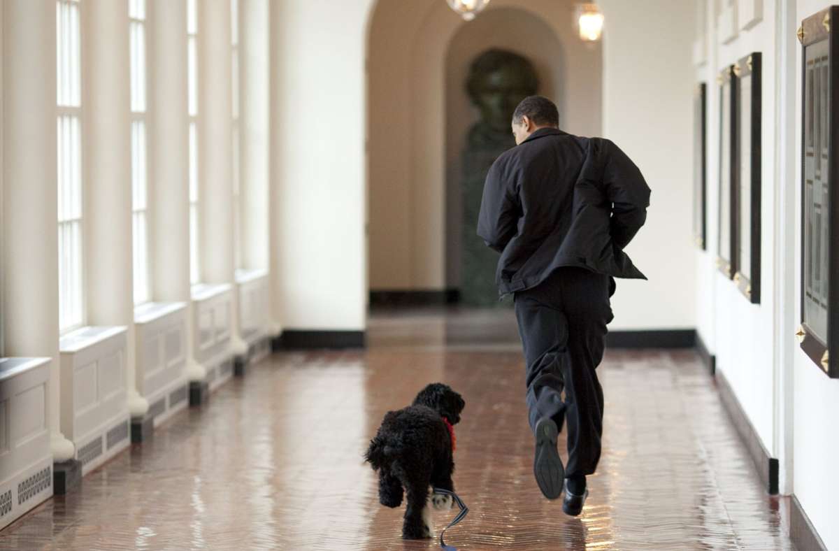Hund der Obamas ist tot: Bye bye, Bo – ein Nachruf in Bildern