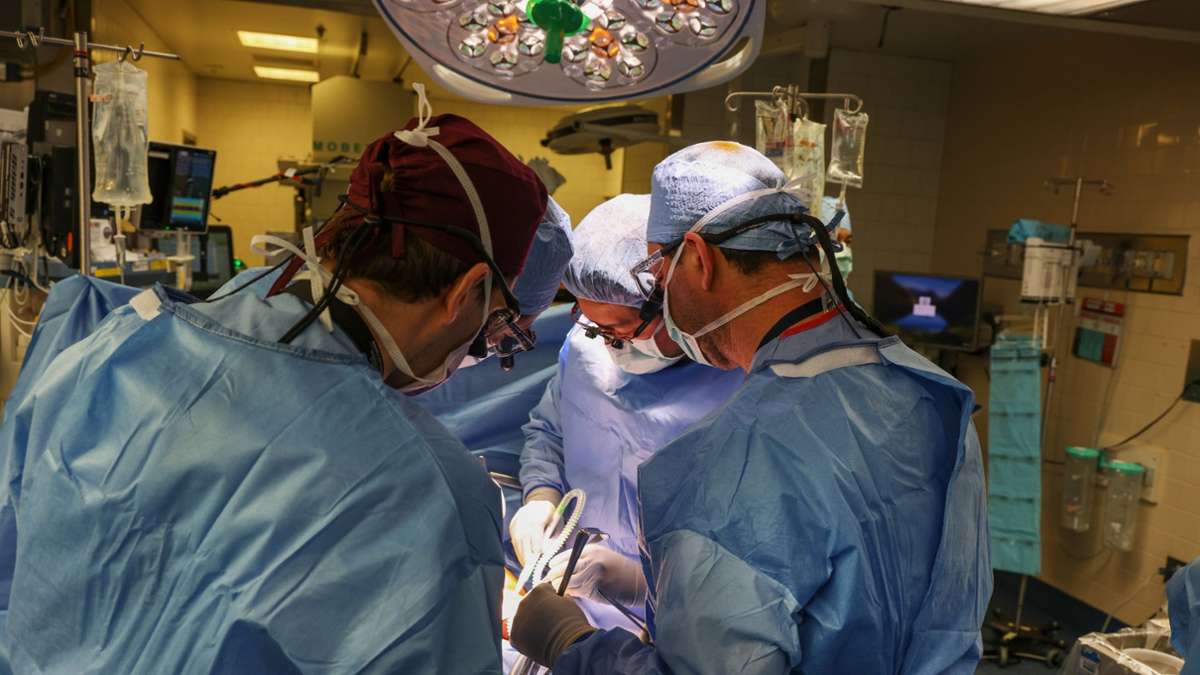 Medizin: Erstmals Schweineniere in Menschen transplantiert