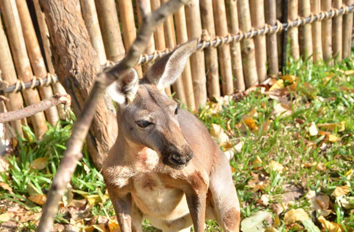 Waghäusel: Vermisstes Känguru ist wieder da