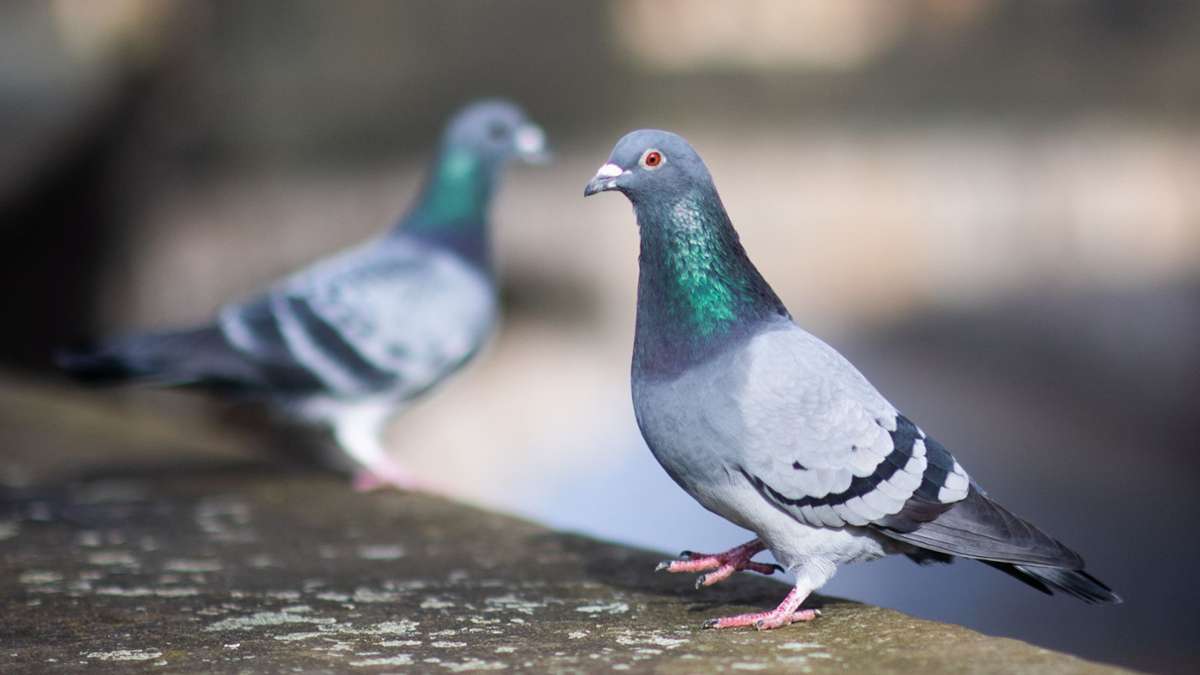 Tauben in Leinfelden-Echterdingen: Voliere für kranke Vögel geplant