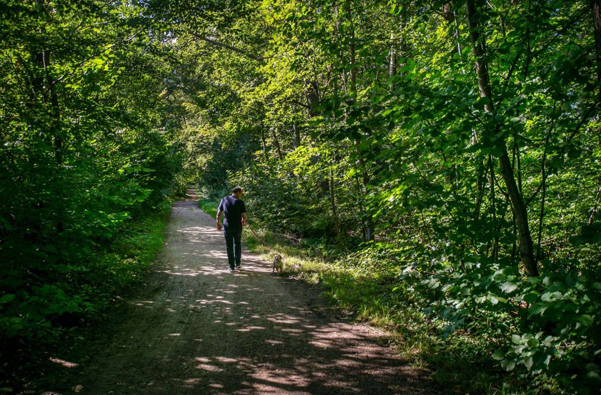 Plochingen vergibt Machbarkeitsstudie: Konkrete Schritte zum Walderlebnispfad