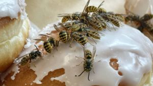 Was hilft gegen Wespen?
