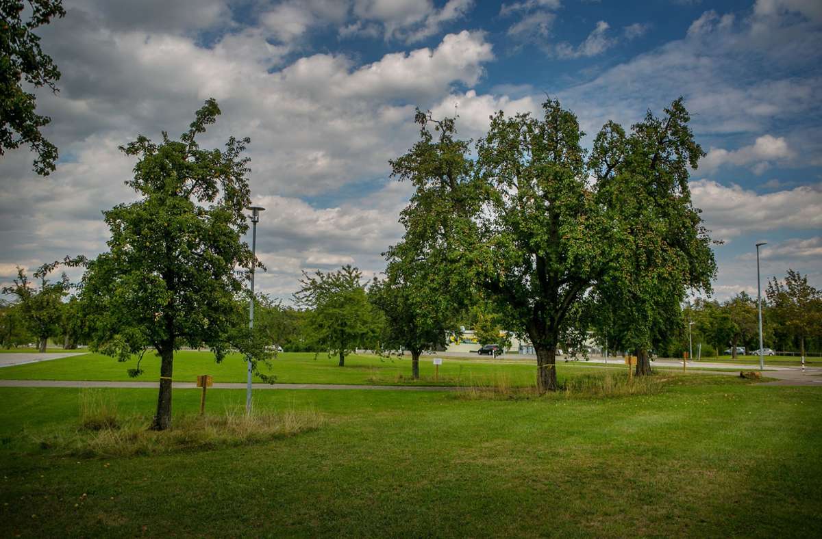 Sieben alte Birnbäume am Festplatz in Baltmannsweiler sieht der Obst- und Gartenbauverein als Chance.