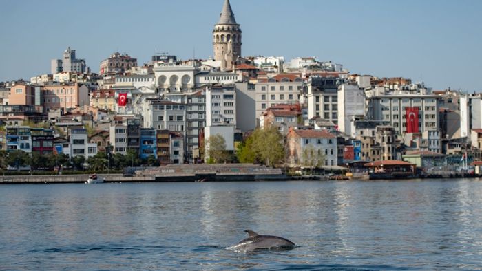 Delfine tummeln sich im Bosporus