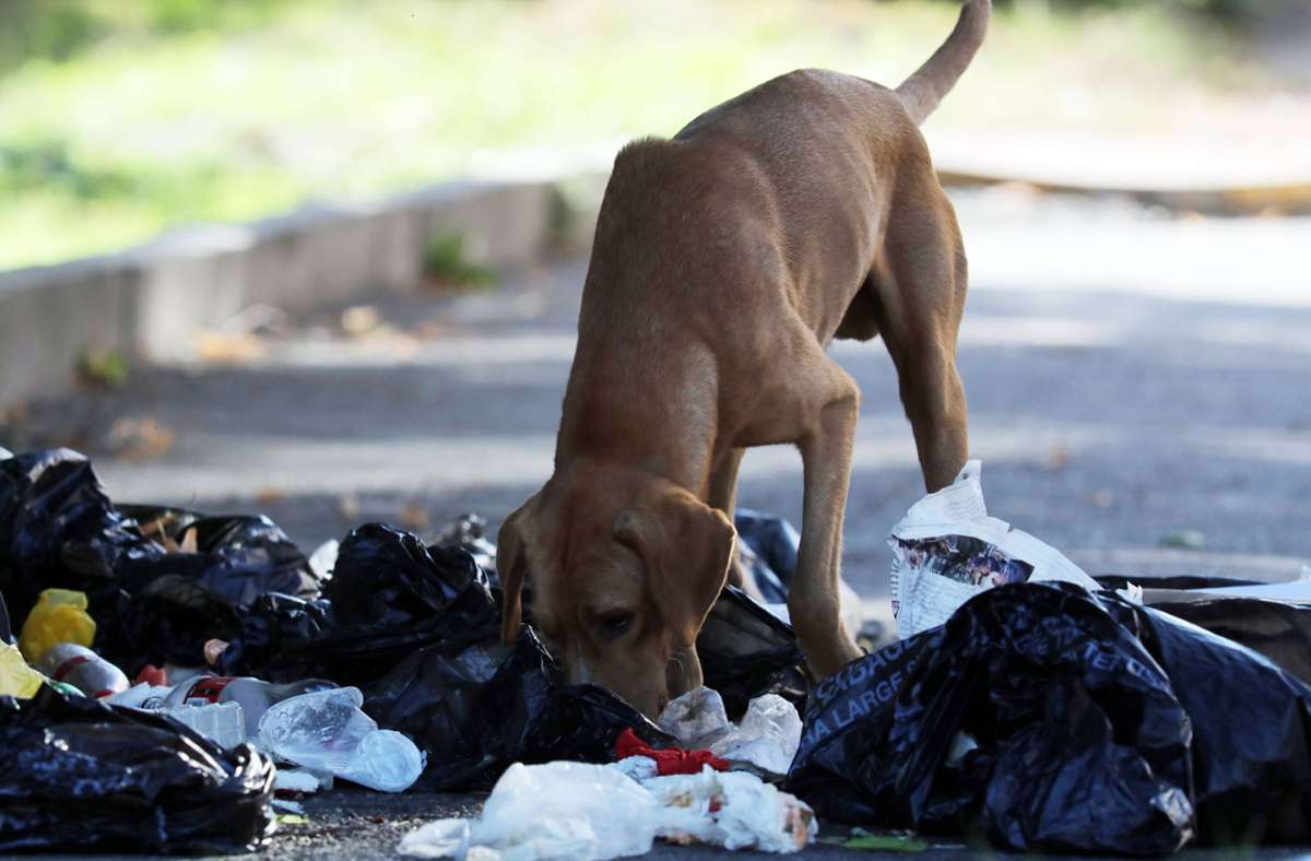 Hohne in Niedersachsen: 22 Hunde aus vermülltem Wohnhaus befreit