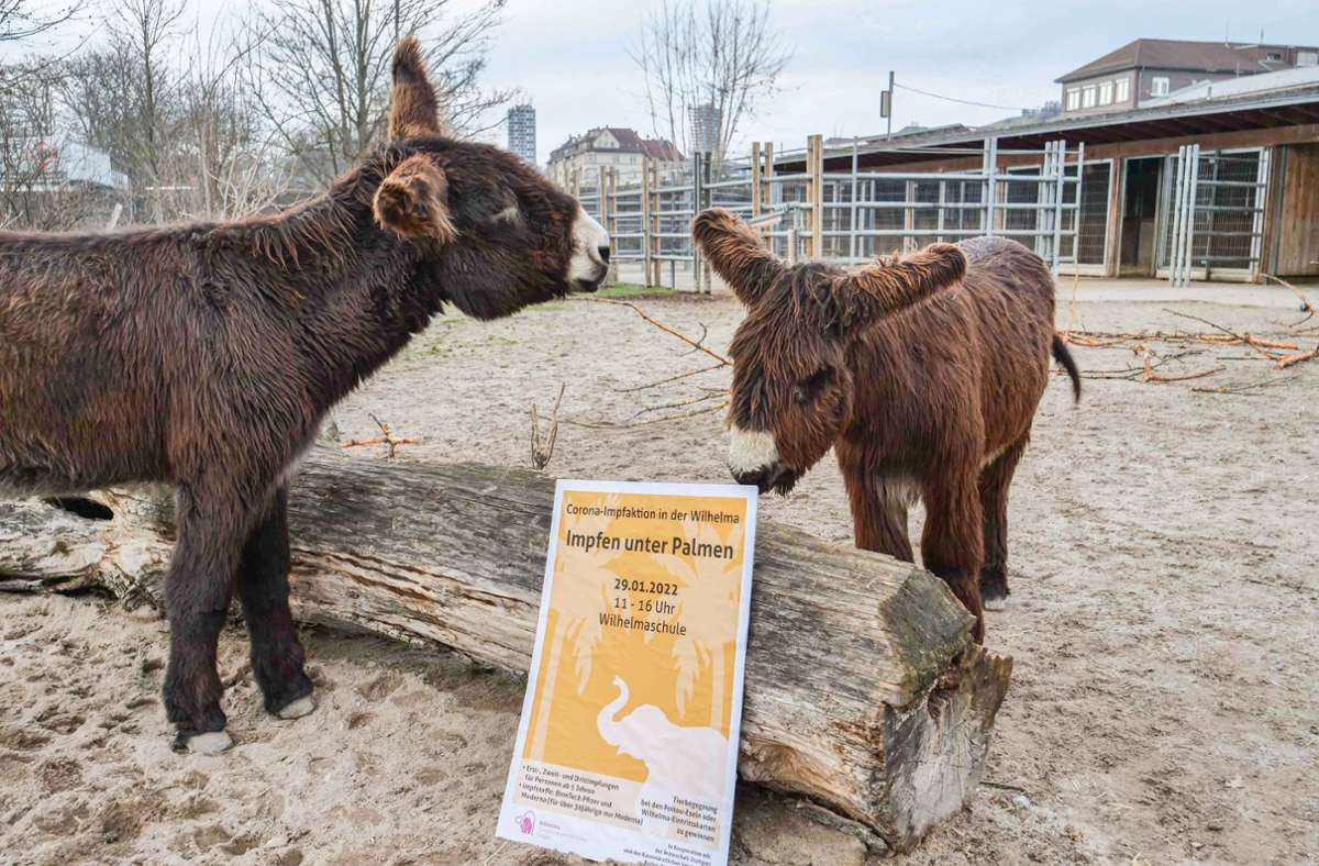 Die Wilhelma beteiligt sich wieder an der Impfkampagne des Landes. Auch die beiden Poitou-Esel spielen dabei ein Rolle. Foto: Wilhelma Stuttgart / Harald Knitter